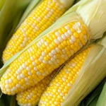 Microwave Corn on the Cob in Husk